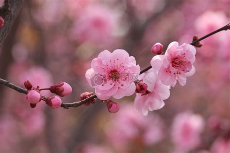 漂亮花朵